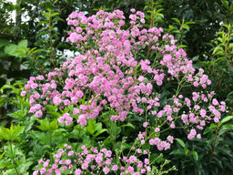 Гипсофила Фламинго - Долина роз фото 2