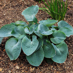 Хоста Abiqua Drinking Gourd - Голландские луковицы фото 4