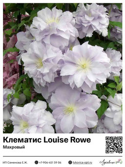 Клематис Louise Rowe (Махровый)