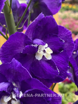 Дельфиниум Перпл Пейшен - Партнер фото 3