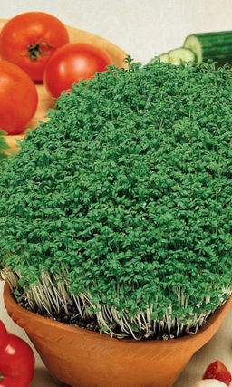 Салат кресс-салат ТЕМП Витамины круглый год! Самый ранний! Самый неприхотливый! Самый полезный!