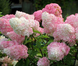 Гортензия Ваниль Фрайз 20-40 см, горшок Р9