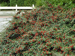 Кизильник Корал Бьюти - Долина роз фото 4