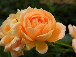 Роза Пэт Остин