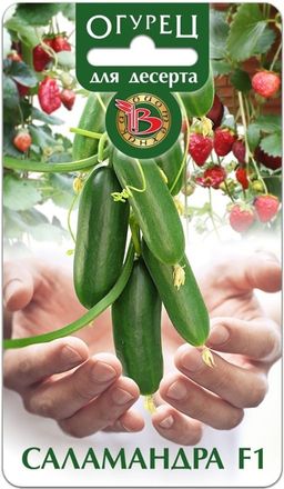 Огурец Саламандра F1