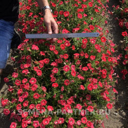 Петуния МиМи Стефания каскадная лососева-красная - Партнер фото 6