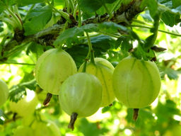 Крыжовник Донецкий крупноплодный - Долина роз фото 2