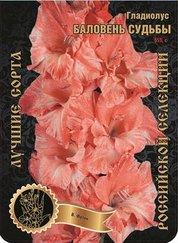 Гладиолус Баловень Судьбы (В-16-971) 555,Фотин 1 р-р 7шт (Ф)