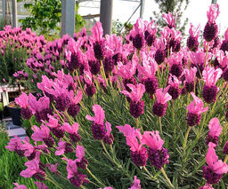 Лаванда bandera rose 1 год ЗКС тара 0,5л