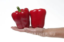 Перец сладкий Арчи - Партнер фото 4