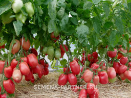 Томат Сулейман - Партнер фото 7