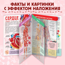 Энциклопедия с прозрачными страницами «Моё тело», 32 стр.