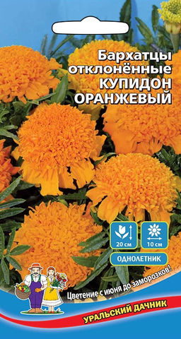 Бархатцы КУПИДОН ОРАНЖЕВЫЙ