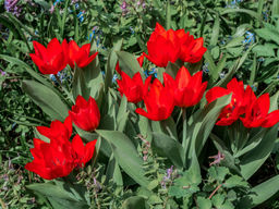 Тюльпан Цваненбург Вэрайети - Долина роз фото 4