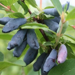 Жимолость Ассоль (коробка) 1шт