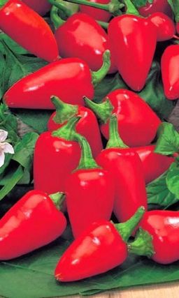 Перец МАЛЮТКА Декоративен! Можно выращивать на балконе! Сладкий вкус на один укус!