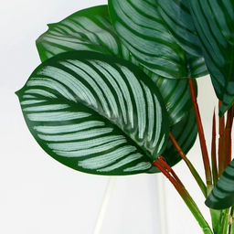 Искусственный цветок в горшке Калатея, 9?30 см