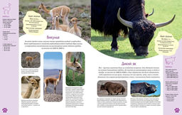 Красочный мир животных. Энциклопедия. Балле К. - Махаон фото 3