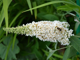 Буддлея Давида Вайт Профьюжн