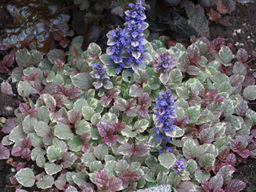 Живучка ползучая Бургунди Глоу - Долина роз фото 2