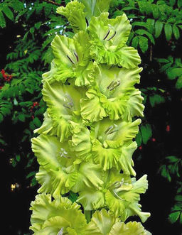 Гладиолус Йода 404,Фотин 1 р-р 7шт (Ф)