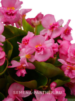 Бегония вечноцветущая махровая Милори Пинк Джаз - Партнер фото 4
