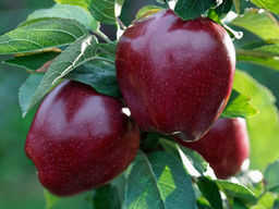 Яблоня Ред Чиф
