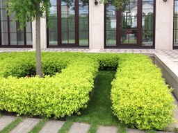 Спирея японская Голден принцесс - Долина роз фото 3