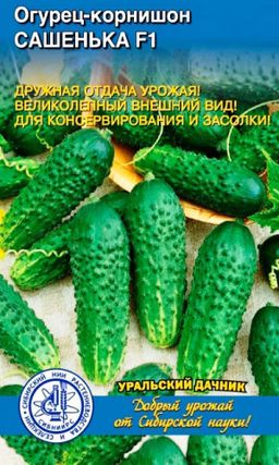 Огурец САШЕНЬКА F1  Селекция СибНИИРС! Дружная отдача урожая! Великолепный внешний вид! Для консервирования и засолки!