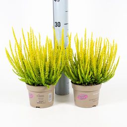 Каллуна гарден герл Сансет Зельда