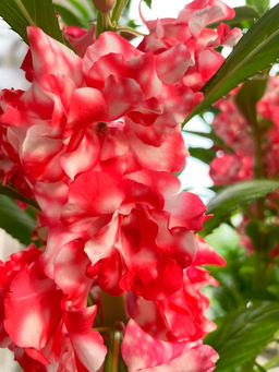 Бальзамин ТОМ САМБ ДВУХЦВЕТНЫЙ  Можно как горшечную культуру! - Уральский дачник фото 2