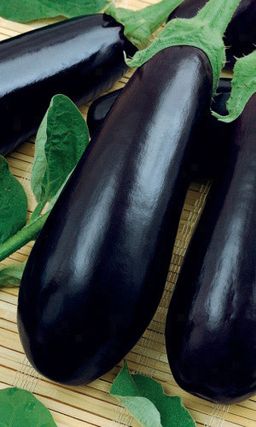 Баклажан ГАЛИЧ  Исключительно вкусный! Жаростойкий! Для баклажанной икры! - Уральский дачник фото 2