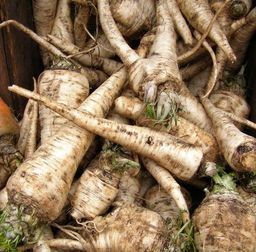 Петрушка Гамбургская Корневая — Hamburg Rooted