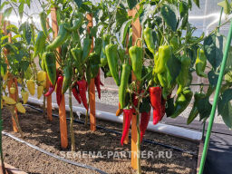 Перец сладкий Самандер - Партнер фото 3