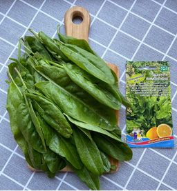 Щавель ЛИМОННЫЙ - Уральский дачник фото 9