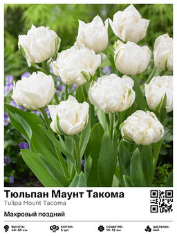 Тюльпан Mount Tacoma (Махровый поздний) - Голландские луковицы фото 5