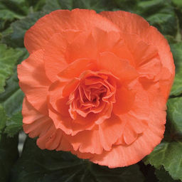 БЕГОНИЯ Махровая Лососевая Разбор 5/6 Кол-во упак., шт 3