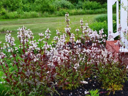 Пенстемон Хаскер Ред