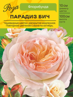 Роза Парадиз Бич (Чайно-гибридная) С ЦВ.НАКЛЕЙКОЙ 1шт