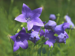 Ширококолокольчик (платикодон) синий - Долина роз фото 3