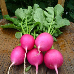 Редис Розовая Красавица - Pink Beauty