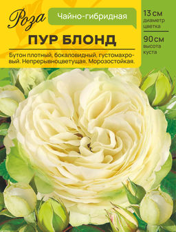 Роза Пур Блонд (Чайно-гибридная) С ЦВ.НАКЛЕЙКОЙ 1шт