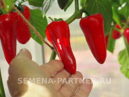 Перец сладкий Никки - Партнер фото 5