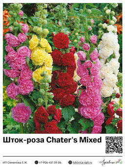 Шток-роза Chaters Mixed