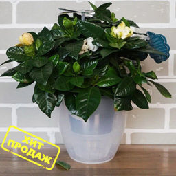 Горшок для цветов ДЕКО ТВИН 2.5л, Прозрачный (ДЕК 2,5 ПР) /Крассула/