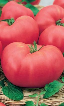 Томат РОЗОВЫЙ СЛОН Настоящий гигант! Замечательный вкус! Незаменим для летних салатов!