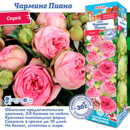 Роза Чарминг Пиано (Спрей) 1шт