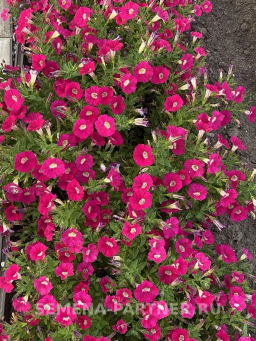 Петуния Ма Шери Фиона полуампельная глубокий розовый - Партнер фото 4