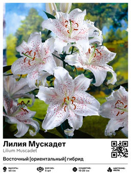 Лилия Мускадет (Восточный ориентальный гибрид)