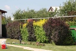 Пузыреплодник калинолистный зеленый